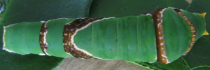 Final Larvae Top of Ambrax Swallowtail - Papilio ambrax egipius